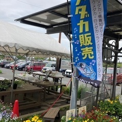 ❤️JAさがみ直売所各店でGW企画メダカプレゼント‼️（社会貢献の一貫としてＪＡ直売所各店を通じて介護施設・養護施設・小学校・幼稚園にメダカ寄贈も行っています） - その他