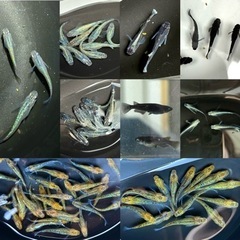 ☆メダカ多数☆見てみたいだけも歓迎