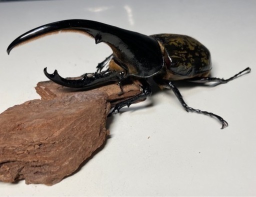 お取引中 ④⑥ヘラクレスオオカブト成虫2ペア品　遠方取引