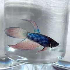トラディショナルベタ　♂