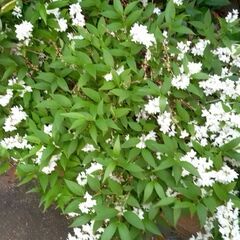 チェリーセージとウツギ ２種類セットの画像