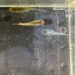 🌸グリーンアメジスト3匹セット🌸の画像