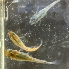 🌸グリーンアメジスト3匹セット🌸の画像