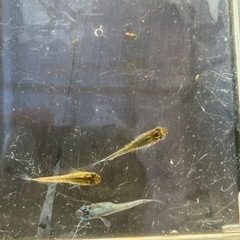 🌸グリーンアメジスト3匹セット🌸の画像