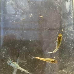 🌸グリーンアメジスト3匹セット🌸の画像