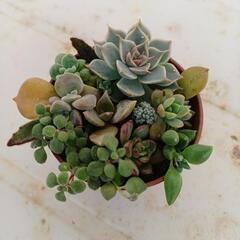 ミニミニ多肉植物🌿の寄せ植え①