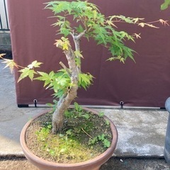 庭木　紅葉の木　その他植物　ガーデニングの画像