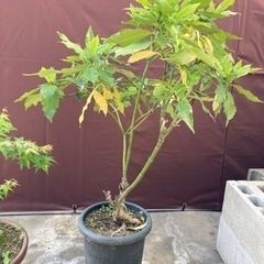 庭木　紅葉の木　その他植物　ガーデニング