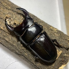 国産オオクワガタ　ペア