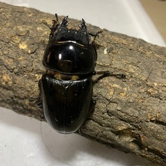 国産オオクワガタ　ペアの画像