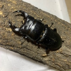 国産オオクワガタ　ペアの画像