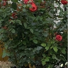 薔薇（決まりました）🌹の画像
