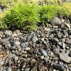 コキアの🌱