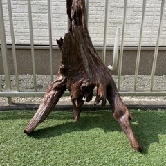 特大サイズ　高さ90cm　流木