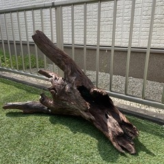 特大サイズ　高さ90cm　流木の画像