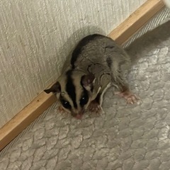 フクロモモンガ　オス