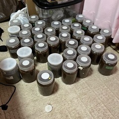 カブトムシの幼虫