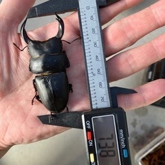 オオクワガタペア