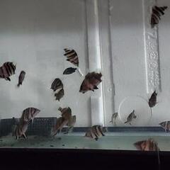 ダトニオ【一時終了します】