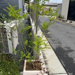 オリーブ、シマネトリコなどの画像