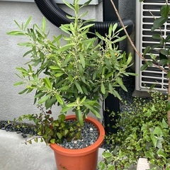 オリーブ、シマネトリコなどの画像