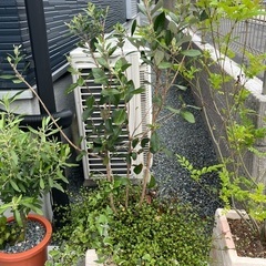 オリーブ、シマネトリコなどの画像