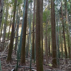 孟宗竹　いりませんか？の画像