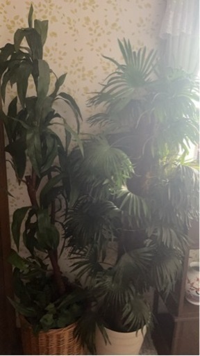 家具 インテリア雑貨/小物 置物、オブジェ