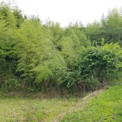 ★★　450坪の里山に囲まれた鴨川の大自然　★★ - 不動産