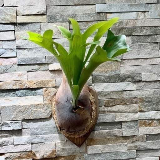 P. hillii Panama_ヒリー パナマ◆ ビカクシダ