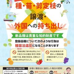 紅はるか苗50本　1000円　直接取引限定　さつまいも苗　べにはるか苗の画像