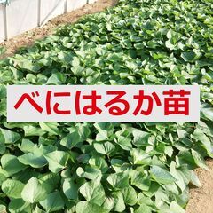 紅はるか苗50本　1000円　直接取引限定　さつまいも苗　べにはるか苗の画像