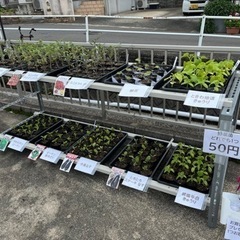 5/11で販売ラスト‼️野菜苗の無人販売の画像
