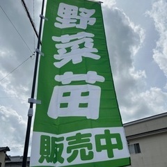 5/11で販売ラスト‼️野菜苗の無人販売