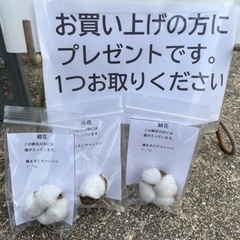 5/11で販売ラスト‼️野菜苗の無人販売の画像
