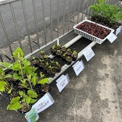 5/11で販売ラスト‼️野菜苗の無人販売の画像