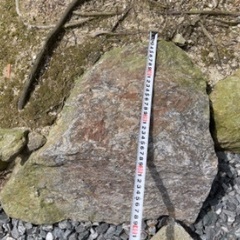 （決まりました）庭石 差し上げます （７）の画像