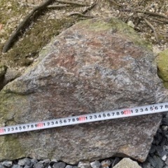 （決まりました）庭石 差し上げます （７）の画像