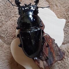 【決まりました】タランドゥスオオツヤクワガタ オス