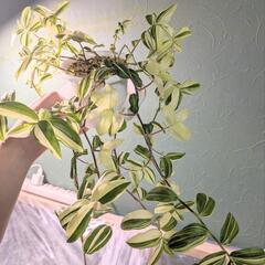 観葉植物 トラディスカンティア 