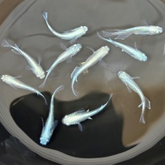 ミユキメダカ フルボディ