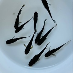 オロチ めだか