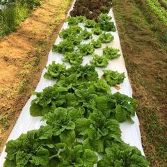 【未経験歓迎！】無農薬の畑で簡単な作業【週１～３回】の画像