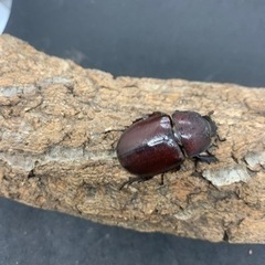 フローレンシスヒメカブト