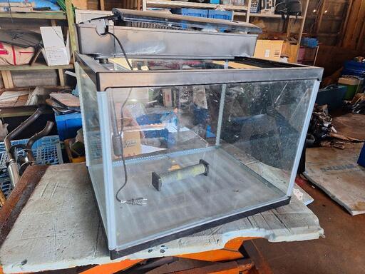 60cmワイド水槽　その①　熱帯魚　大型水槽　水槽