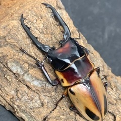 ファブリースノコギリクワガタ　♂♂♀♀