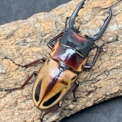 ファブリースノコギリクワガタ　♂♂♀♀の画像