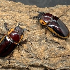 ファブリースノコギリクワガタ　♂♂♀♀の画像