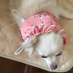 わんちゃん用 クールネック（Sサイズ)の画像