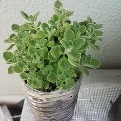 生活雑貨 家庭用品 ガーデニング